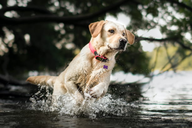 How to protect your dog from leptospirosis