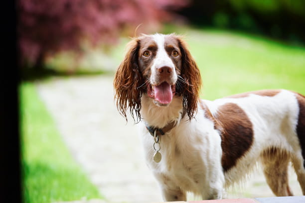 A cleaner, greener home for your pets