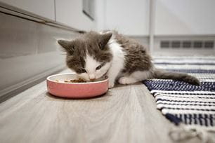 PET NUTRITION ACROSS LIFESTAGES