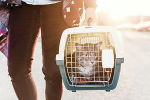 pet carrier training