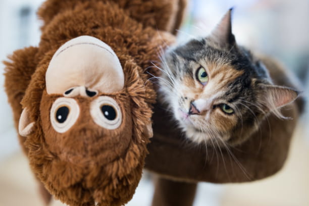 Toy or toxin: How to identify safe products for pets