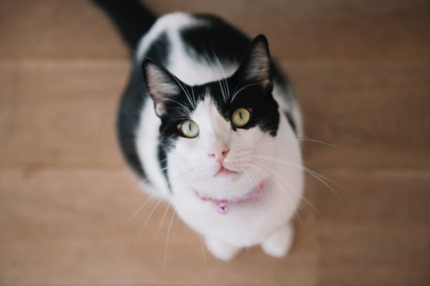 Make joint supplements part of your pet’s comprehensive joint care