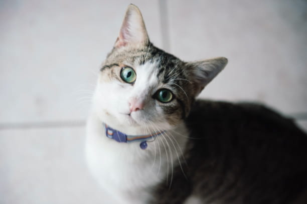 Fortify your cat’s immune system with L-lysine