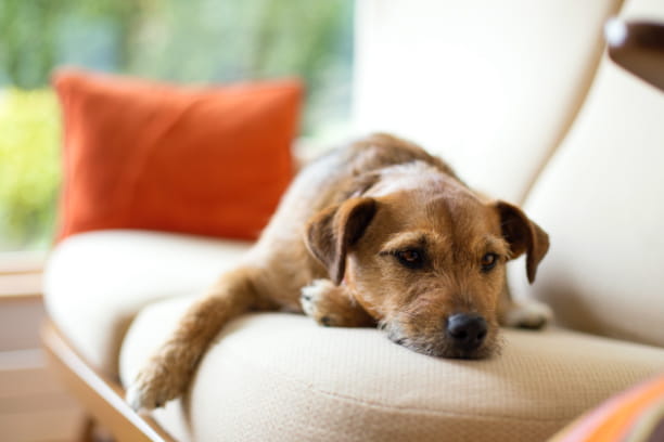 How to keep your senior dog’s mind sharp