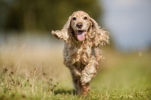 dog-supplement-boost