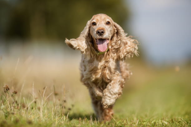 Supplements: The natural health boosters to keep your pet looking and feeling their best