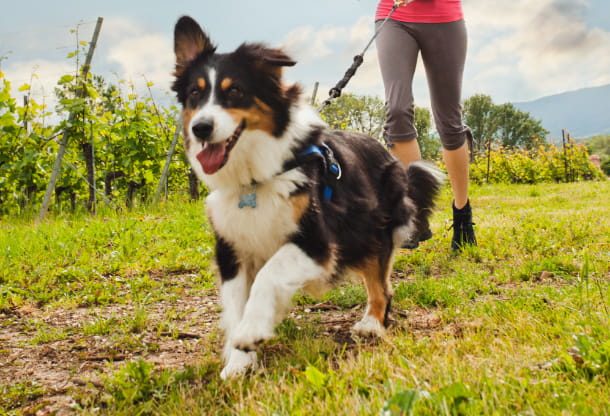 How to customize your pet’s exercise plan