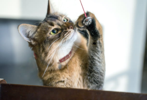 Regular activity improves pet’s overall health