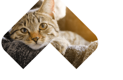 Dogs Skin & Coat illustration