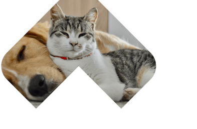 Dogs Skin & Coat illustration