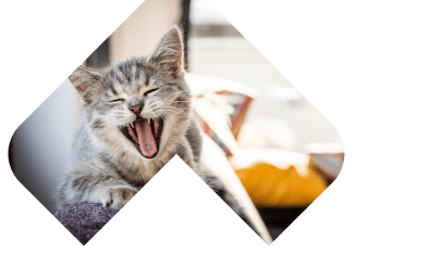 Dogs Skin & Coat illustration