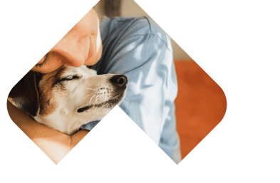 Dogs Skin & Coat illustration