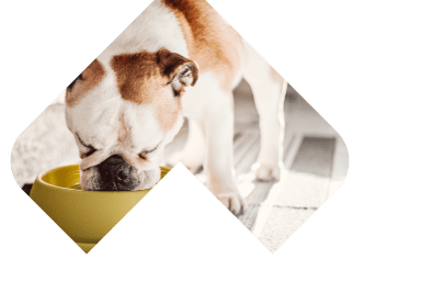 Dogs Skin & Coat illustration