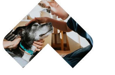 Dogs Skin & Coat illustration