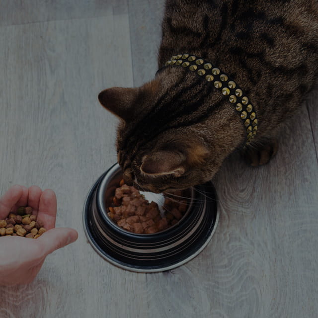 cat eating food