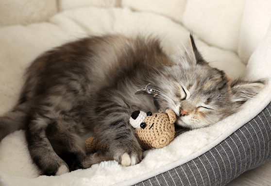 Are You Ready for Kittenhood?