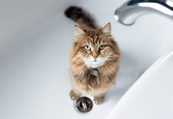 Reasons why your kitten might pee outside the litter box