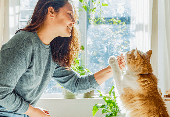 Teach your kitten a new trick!