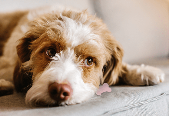 What should I do if my puppy is coughing?