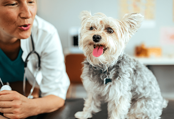 All about canine influenza