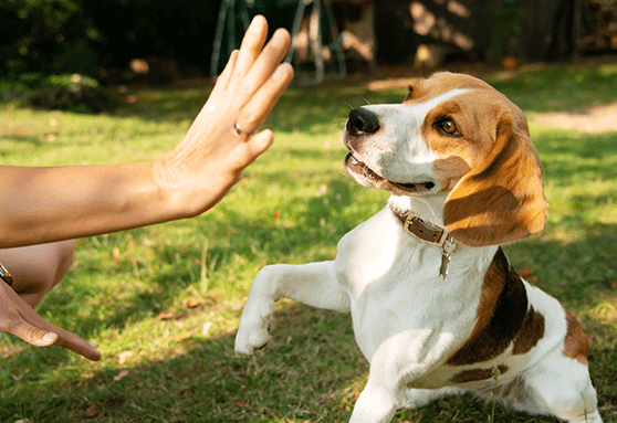 How to cope with boundless energy part 2—exercising the mind