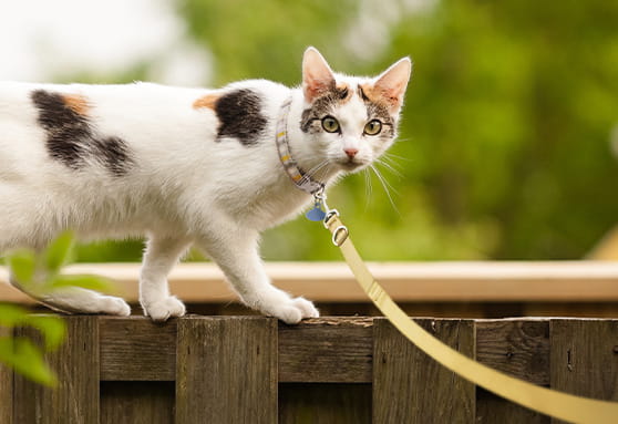 Bobcat fever: it’s not just for the wild cats