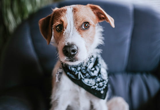 Is your teen dog ignoring you?