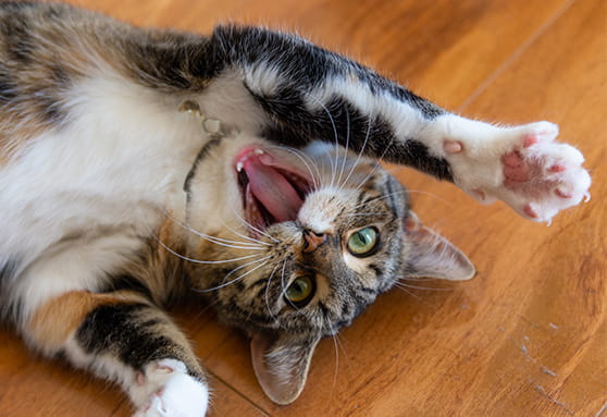 Importance of dental care for young cats
