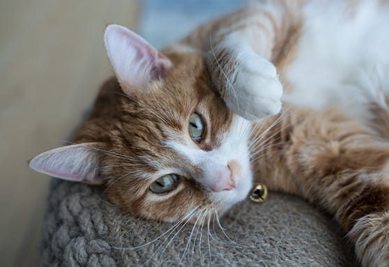 Signs your young cat may have dental pain