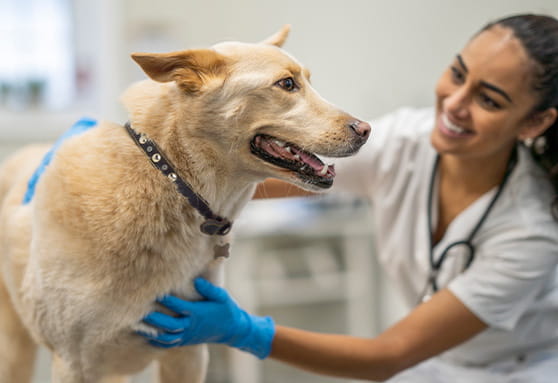 Importance of vaccinations and parasite preventives as your puppy grows up