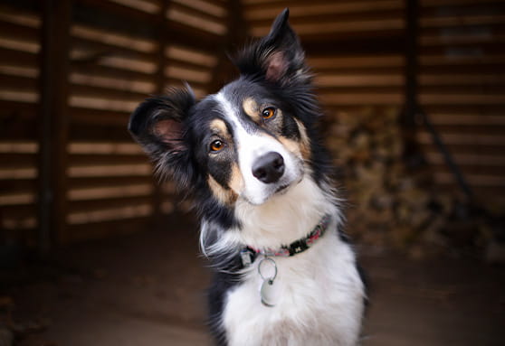 Understanding your young dog’s behavior