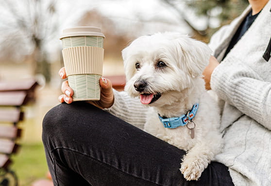 Tear stains on young dogs: causes, treatment and prevention