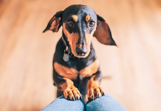 How to read puppy body language