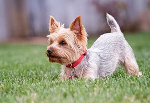 dogs communicate with tails