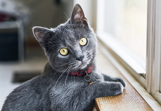 What vaccines do young cats need?