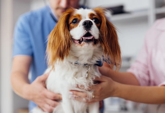 Importance of annual blood work in young dogs