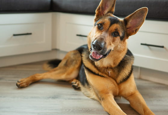 Puppy growth and maturity