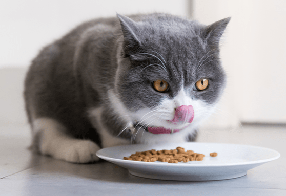 Switching your kitten to adult food