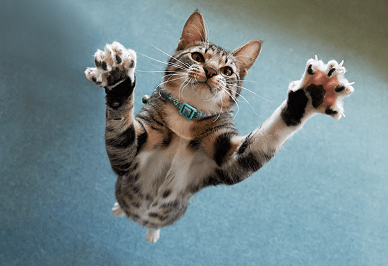 What is taurine and why is it important?