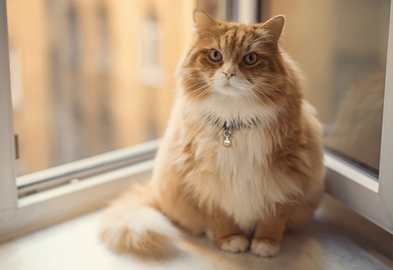 Re-evaluating weight