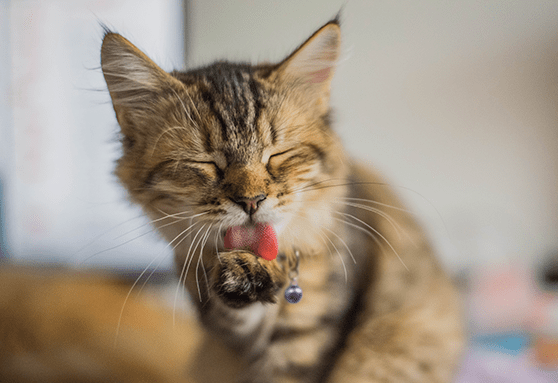 Common causes of vomiting in kittens