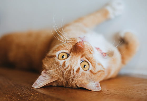 The rebellious teenager year