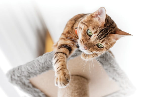 Take your kitten to new heights: making use of vertical space