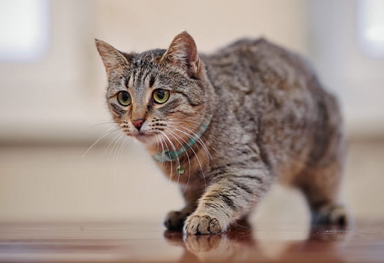 “Stinky face”: What’s the flehmen response in young cats?