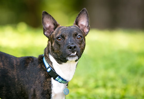 Underbites and overbites: Are they a problem?