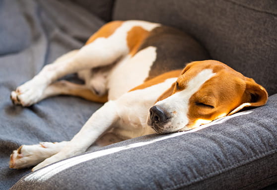 Music and puppy stress