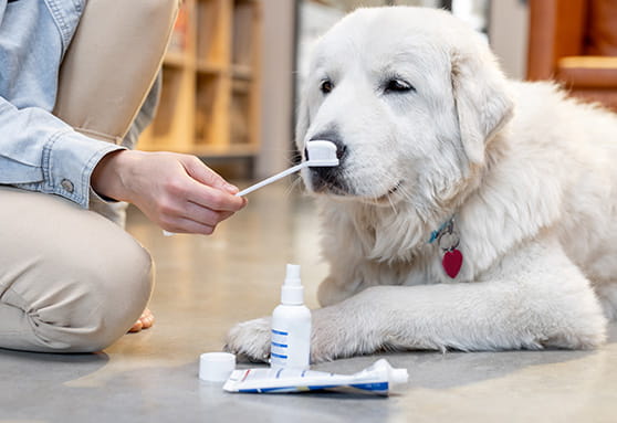 Toothpaste for young dogs