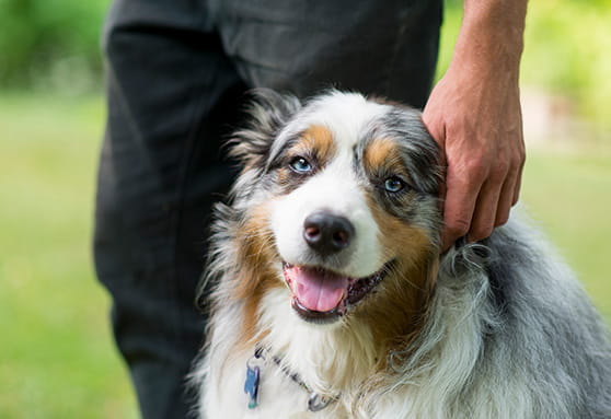 Should young dogs take multivitamins?