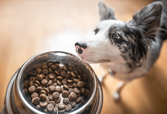 How much food should I feed my growing pup?