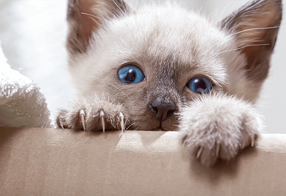 How to stop your kitten from clawing furniture